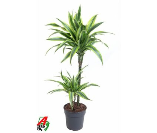 DRACAENA LEMON LIME 45-15