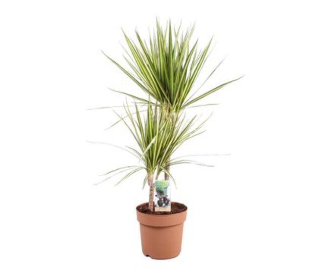 DRACAENA SUNRAY