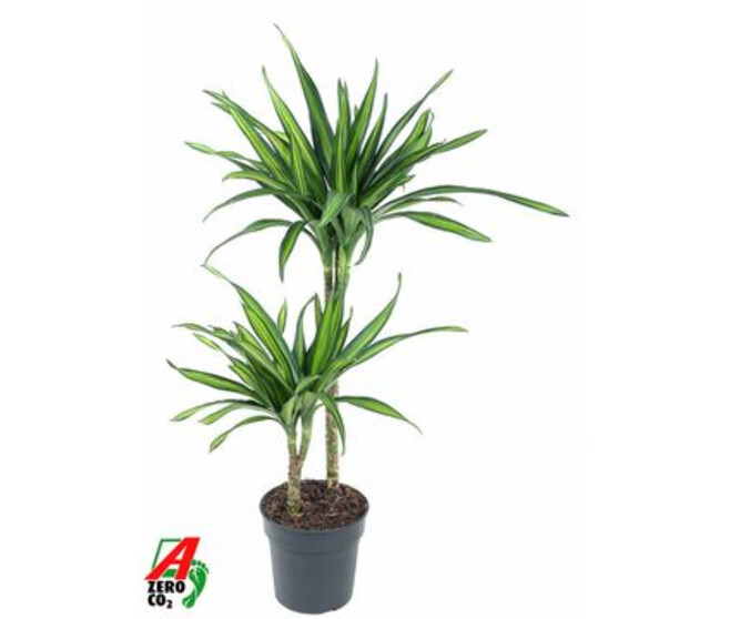 DRACAENA RIKI 45-15