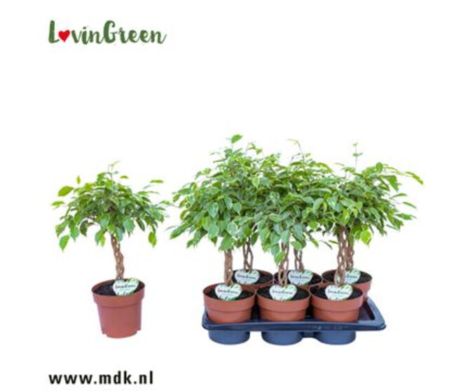 FICUS GOLDEN KING TIGE