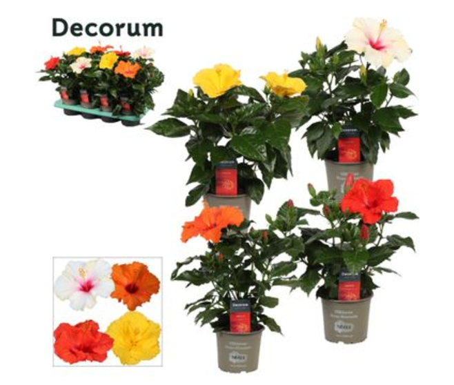 HIBISCUS VARIE