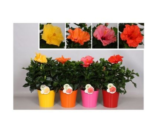 HIBISCUS SUNNY VARIE P COLORE