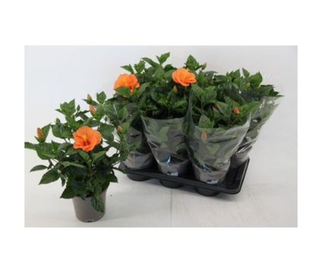 HIBISCUS SUNNY TORINO