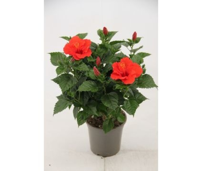 HIBISCUS ROUGE