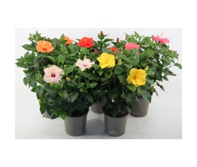 HIBISCUS VARIE