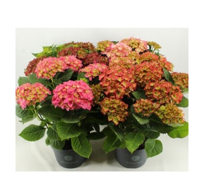 HORTENSIA VARIE