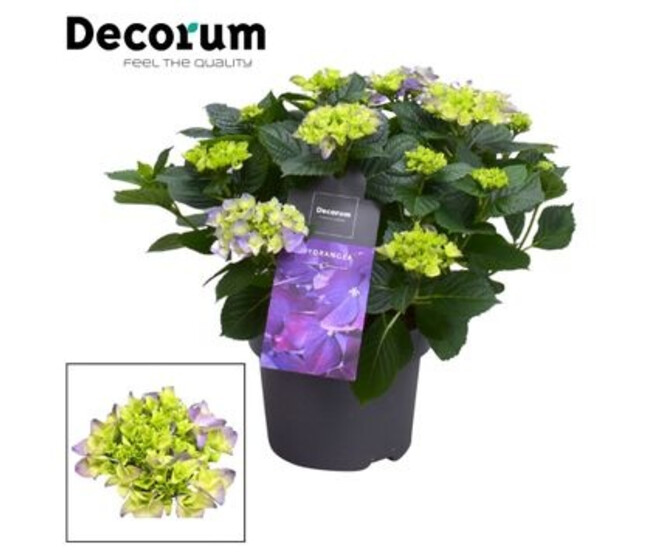 HORTENSIA EARLY BLEU 7/12FL
