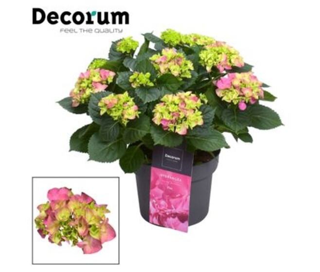 HORTENSIA EARLY ROSE 7/12FL