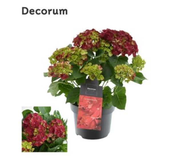 HORTENSIA ROUGE 7/12FL