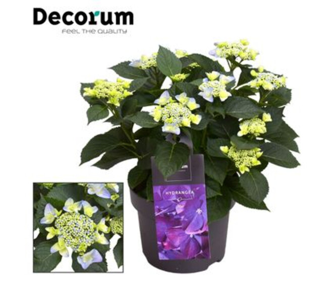 HORTENSIA NIZZA BLEU 7/12FL