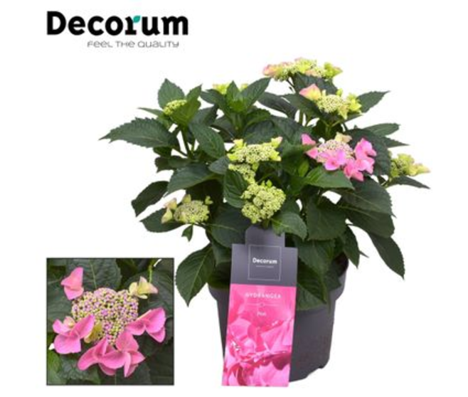 HORTENSIA NIZZA ROSE 7/12FL