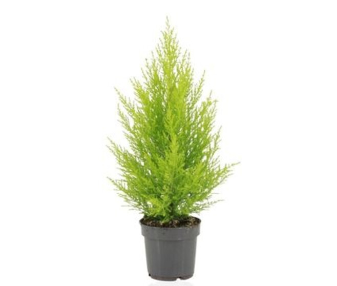 CUPRESSUS GOLD PYRAM