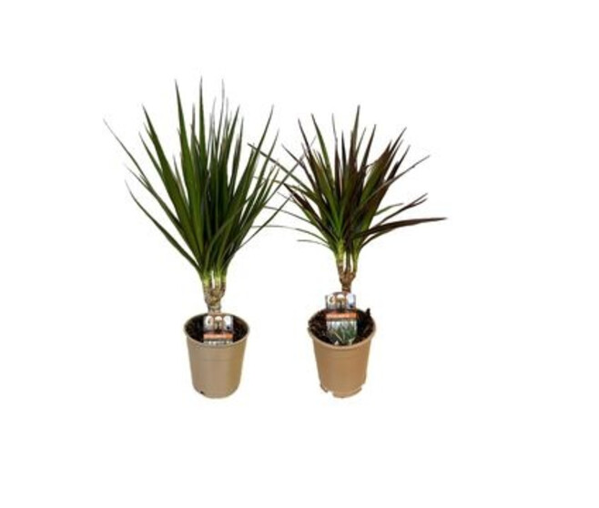 DRACAENA VARIES