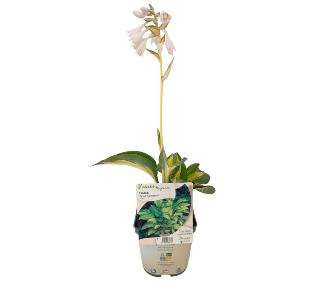 HOSTA GREAT EXPECTATIONS