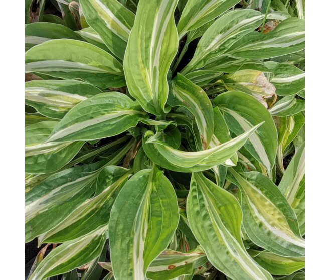 HOSTA SNAKE EYES