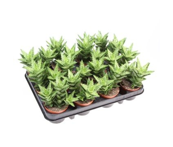 ALOE SQUARROSA
