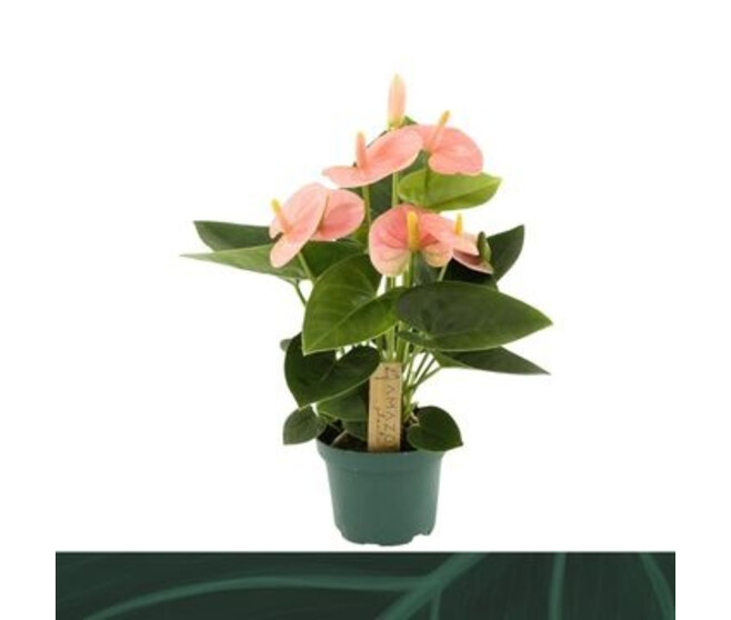 ANTHURIUM ANDREANUM SPIRIT