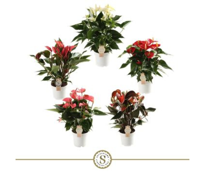 ANTHURIUM ANDREANUM VARIE