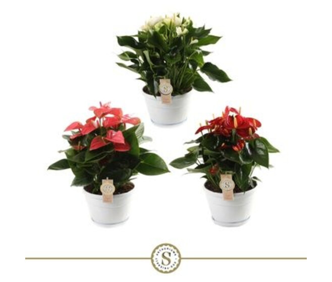 ANTHURIUM ANDREANUM VARIE COUPE