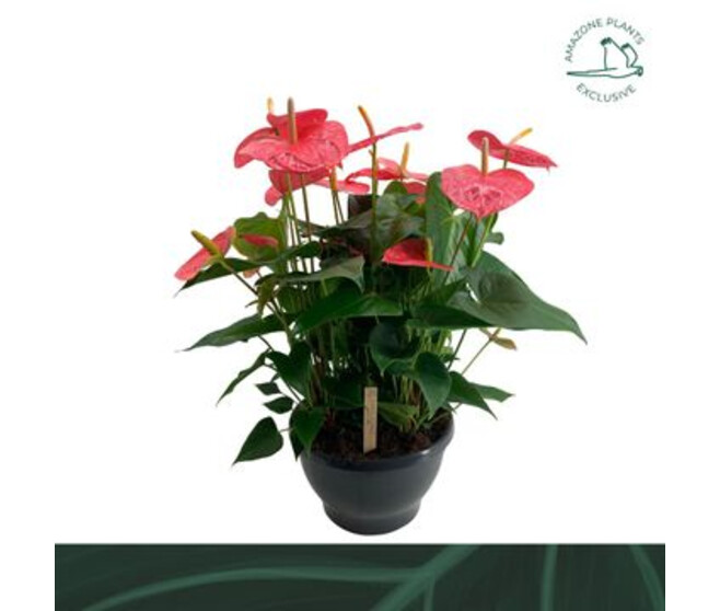 ANTHURIUM ANDREANUM ROSE COUPE