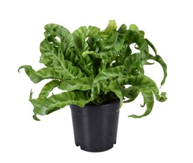 ASPLENIUM HURRICANE