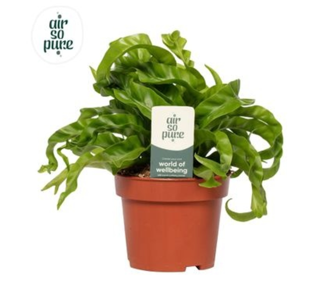 ASPLENIUM HURRICANE