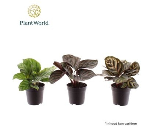 CALATHEA VARIE
