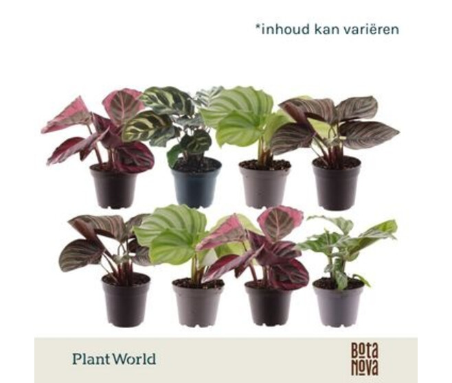 CALATHEA VARIE
