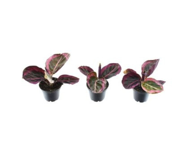 CALATHEA PRINCESS JESSE