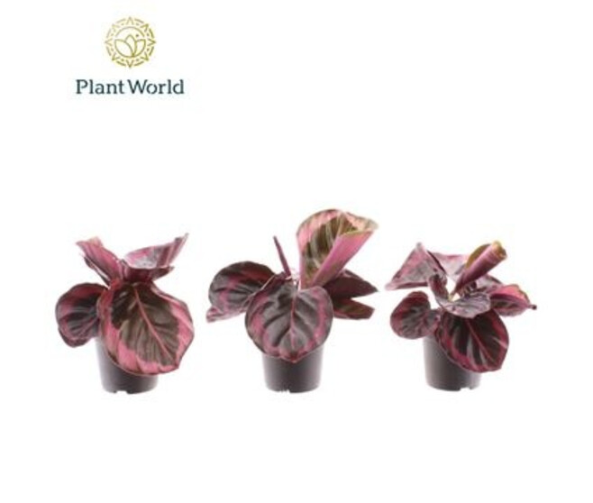 CALATHEA PRINCESS JESSE