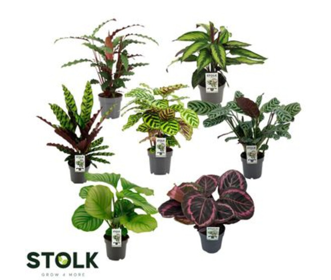CALATHEA VARIE