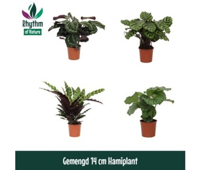 CALATHEA VARIE