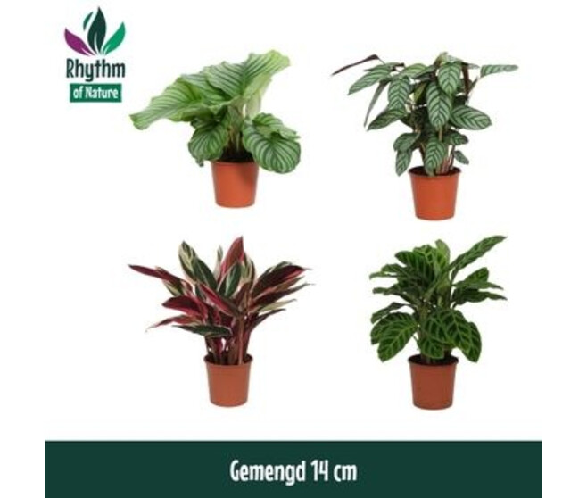 CALATHEA VARIE