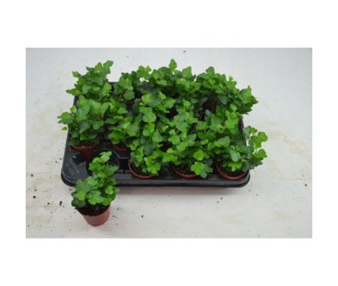 HEDERA VERT WONDER