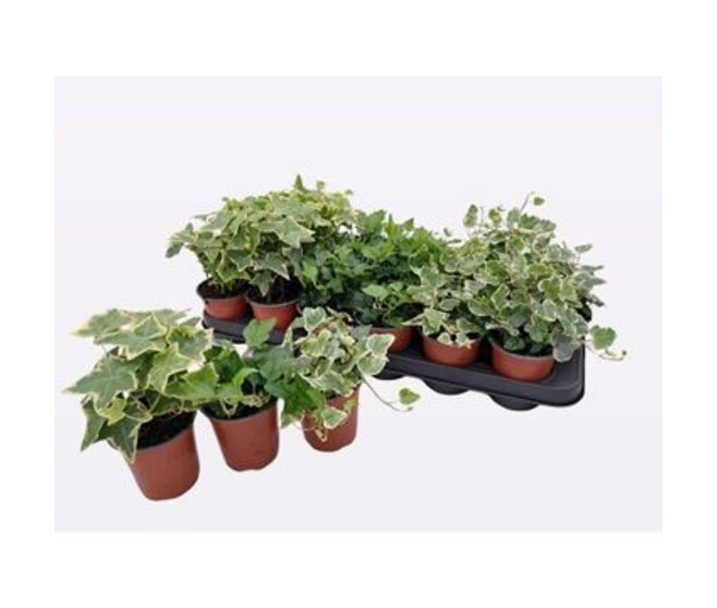 HEDERA VARIE