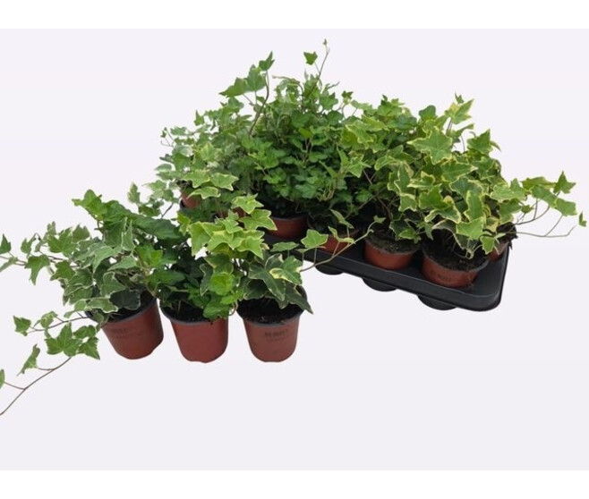 HEDERA VARIE