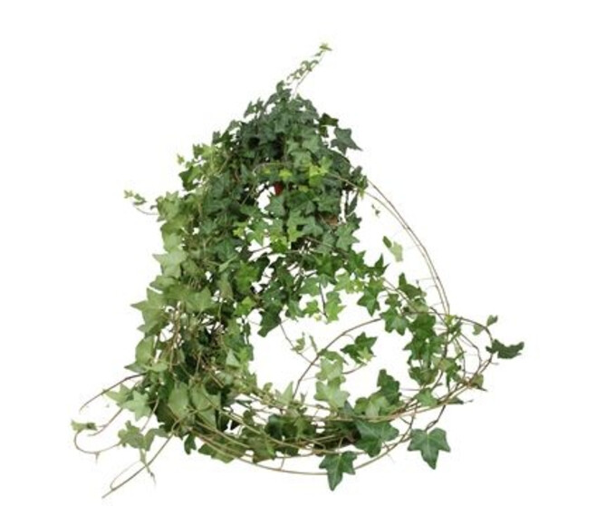 HEDERA PITTSBURGH