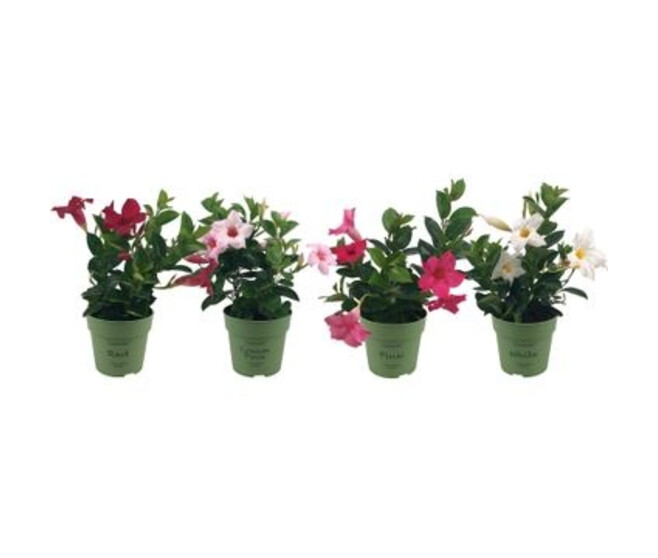 DIPLADENIA SUNDAVILLE VARIE