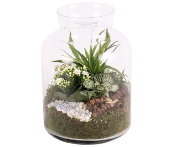 COMPO 3 PLANTES VERRE