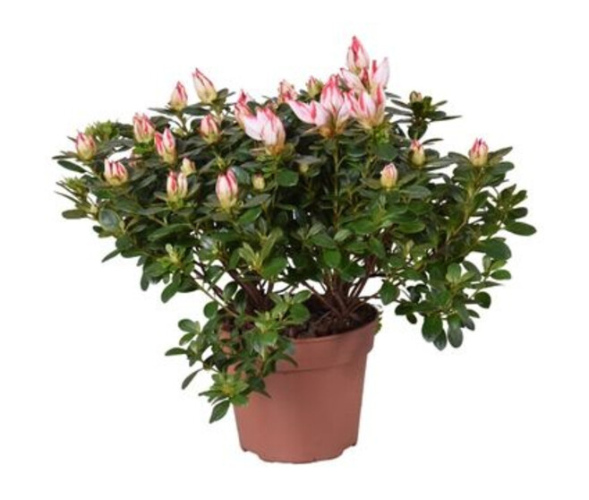 AZALEE SACHSENSTERN ROUGE BLANC