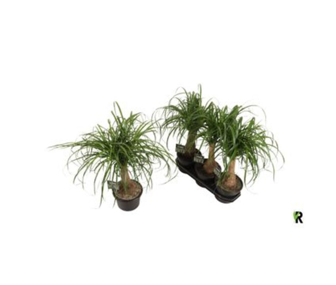 BEAUCARNEA TIGE