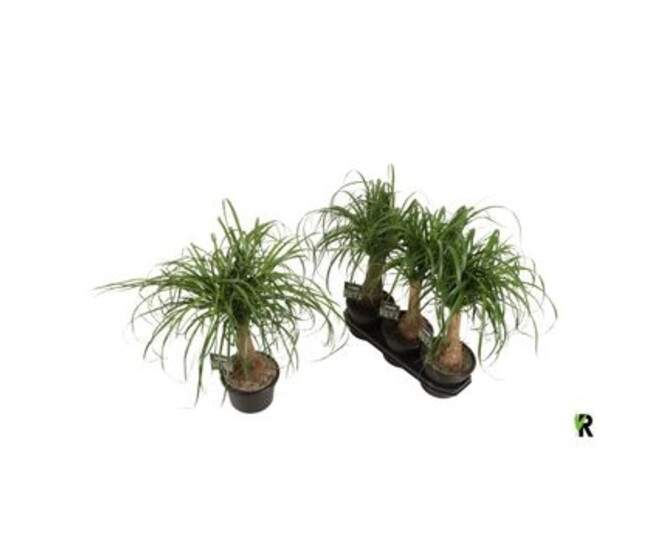 BEAUCARNEA TIGE