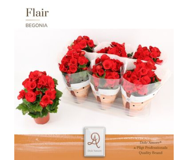 BEGONIA BALADIN ROUGE