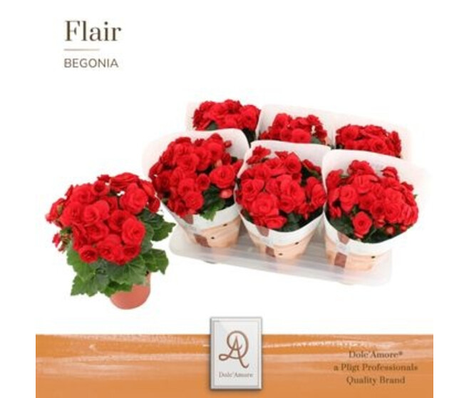 BEGONIA BALADIN ROUGE