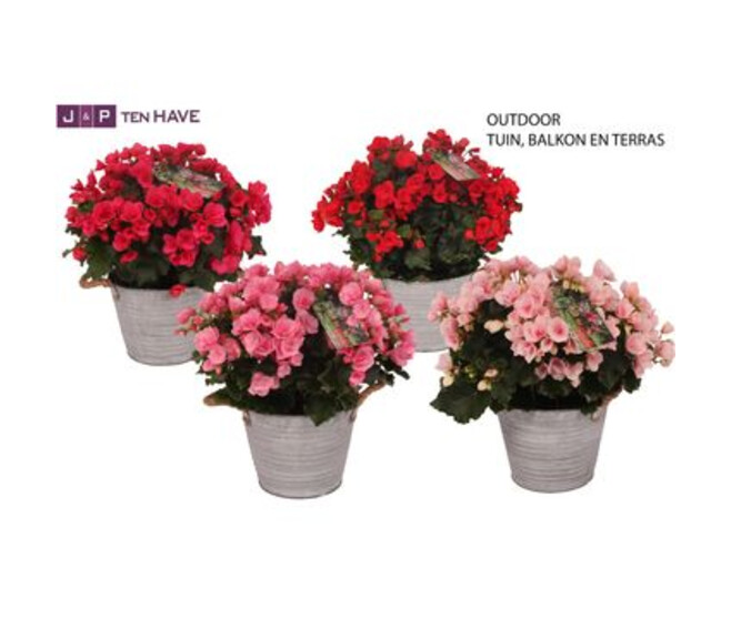 BEGONIA BETULIA ZINC