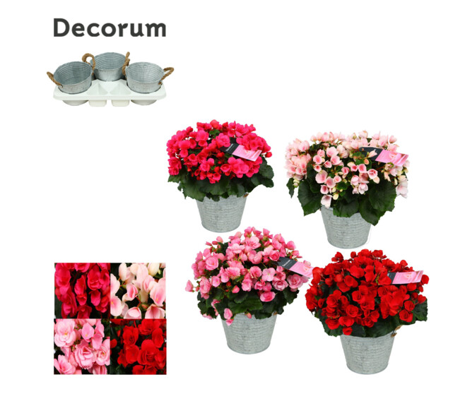 BEGONIA BETULIA ZINC