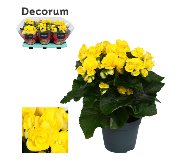 BEGONIA MYSTIC JAUNE