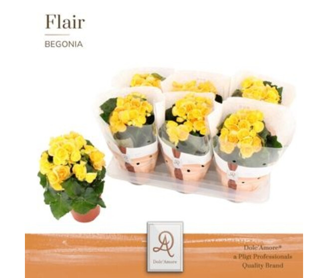 BEGONIA NADINE JAUNE
