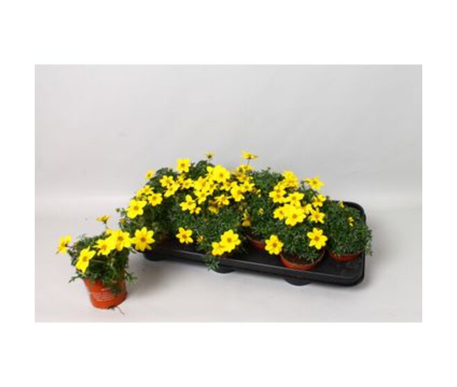 BIDENS