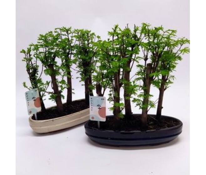 BONSAI FORET